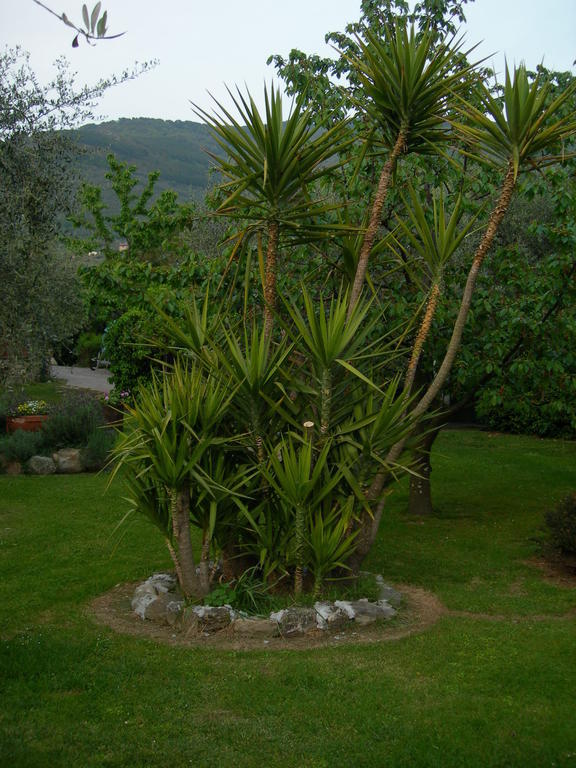 Gli Olivi Villa Calci Exterior foto
